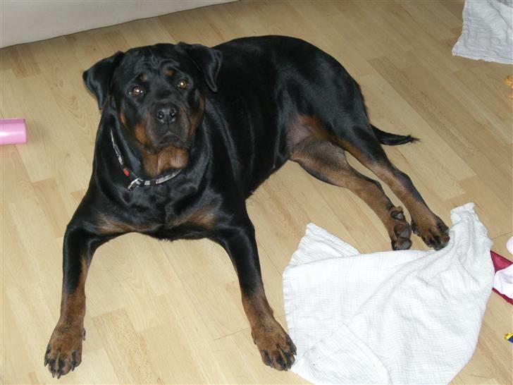 Rottweiler lucky - jeg har ikke gjordt noget..det var børnene.. billede 1