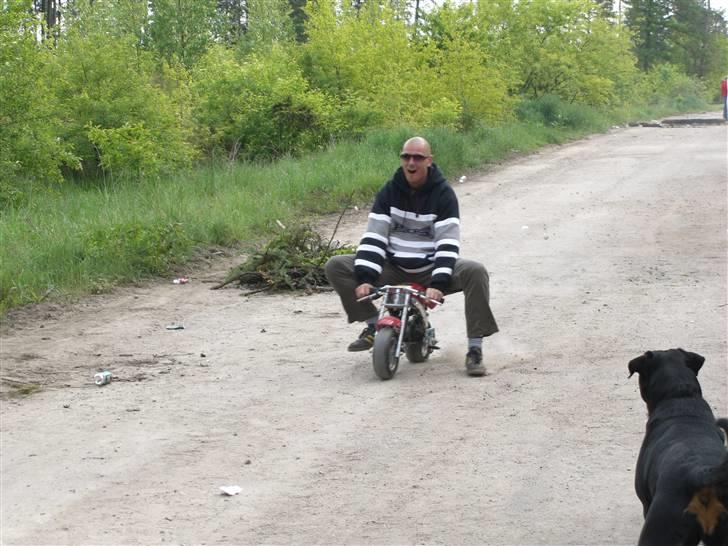 Rottweiler lucky - en af drengene havde taget en mini motorcykel med til stor fornøjelse for hunden... billede 2