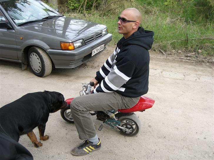 Rottweiler lucky billede 3