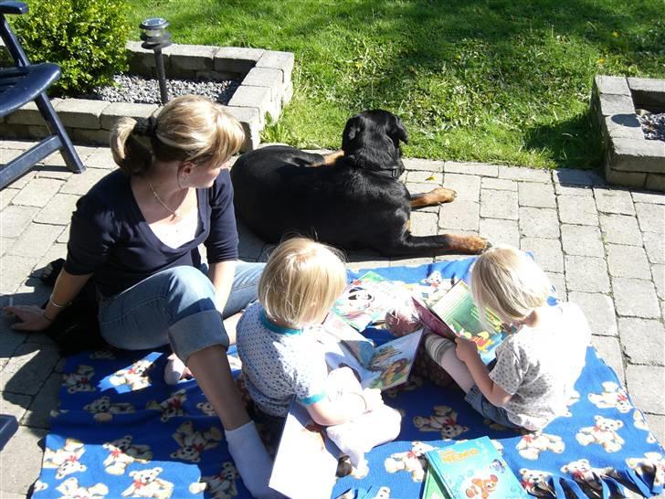 Rottweiler lucky - passer lige lidt på mor og børnene billede 4