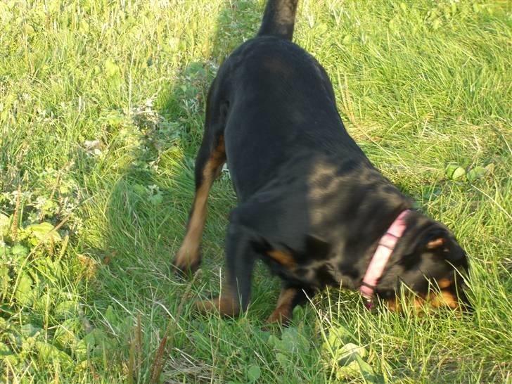 Rottweiler lucky - lidt forårs kulder.. billede 5