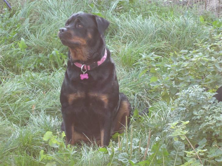 Rottweiler lucky billede 6