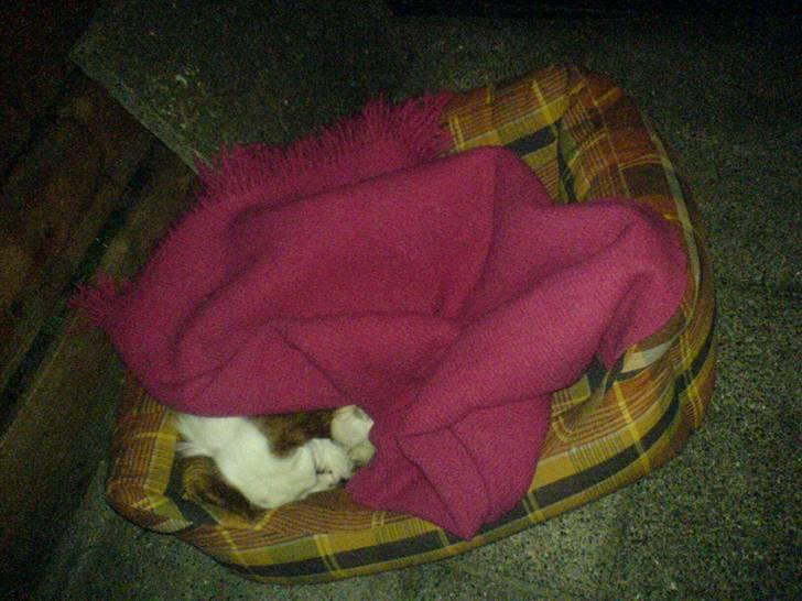 Cavalier king charles spaniel kjær billede 12