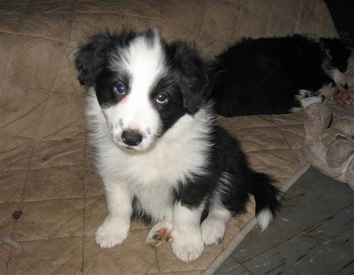 Border collie Pascha - 7½ uge og lige vågnet billede 6