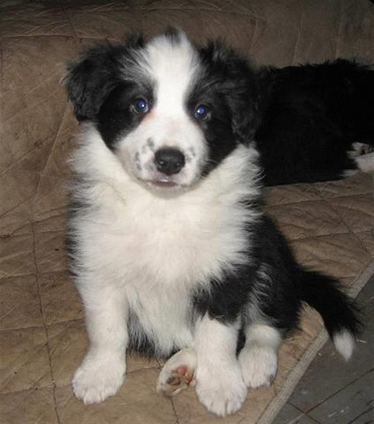 Border collie Pascha - Pascha er en fotomodel billede 7