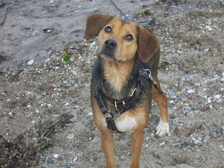 Blanding af racer Bananna billede 1