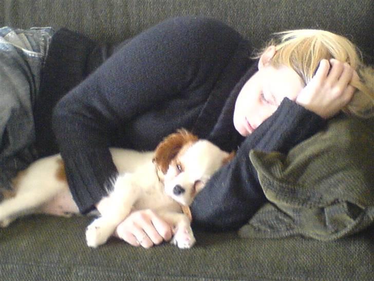 Cavalier king charles spaniel kjær billede 13