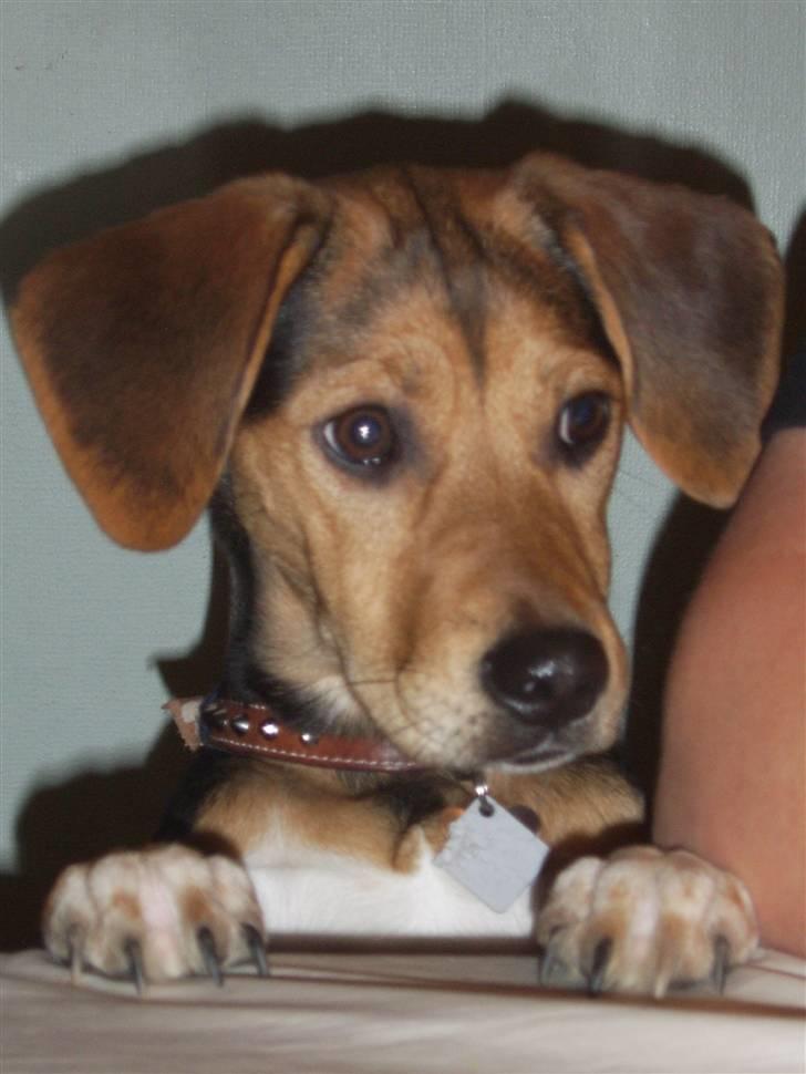 Blanding af racer Bananna billede 2