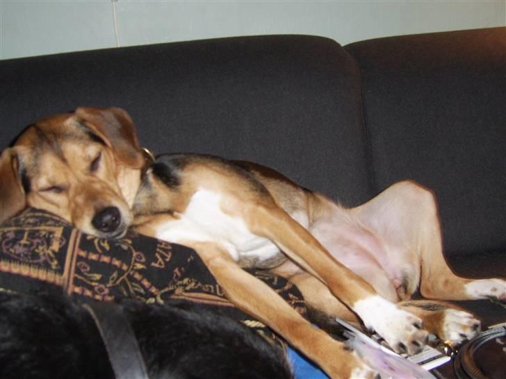 Blanding af racer Bananna billede 3