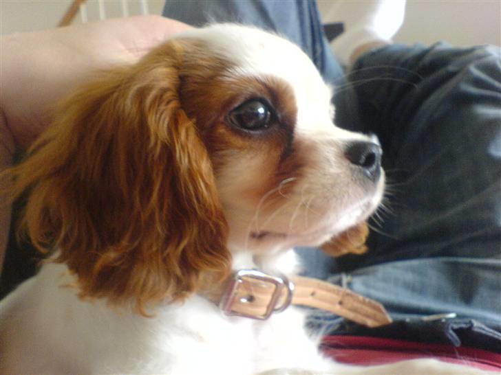 Cavalier king charles spaniel kjær billede 14