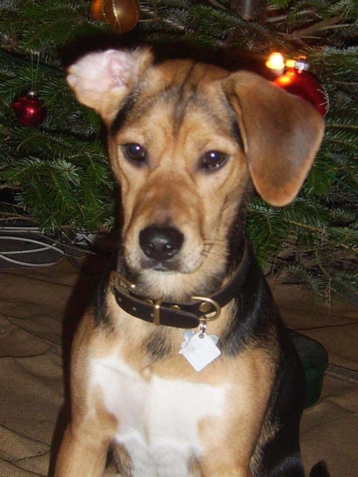 Blanding af racer Bananna billede 4