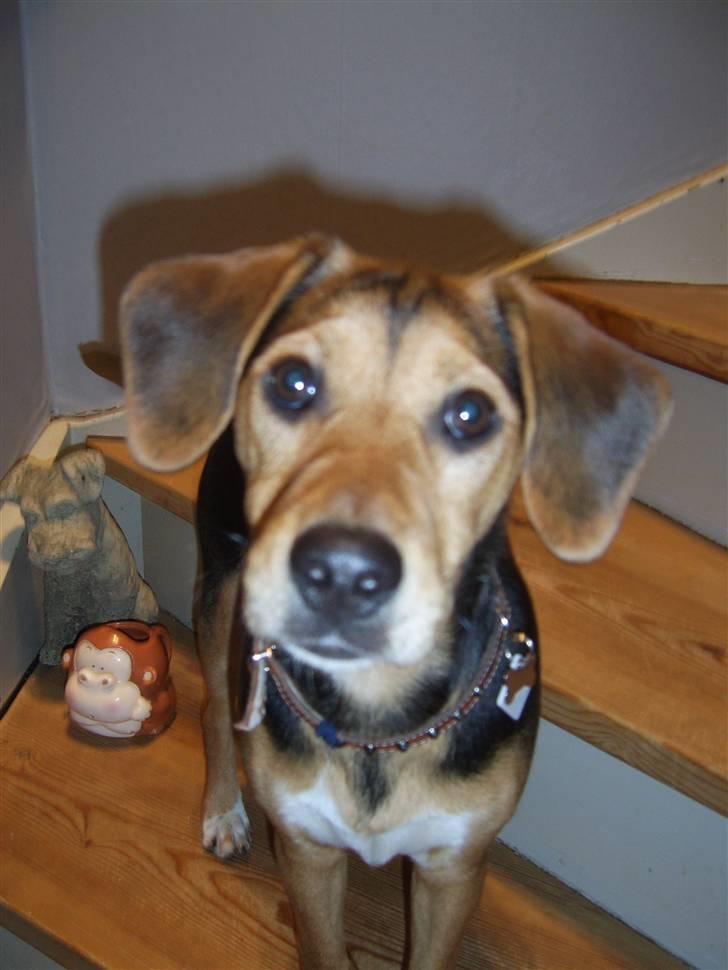 Blanding af racer Bananna billede 5