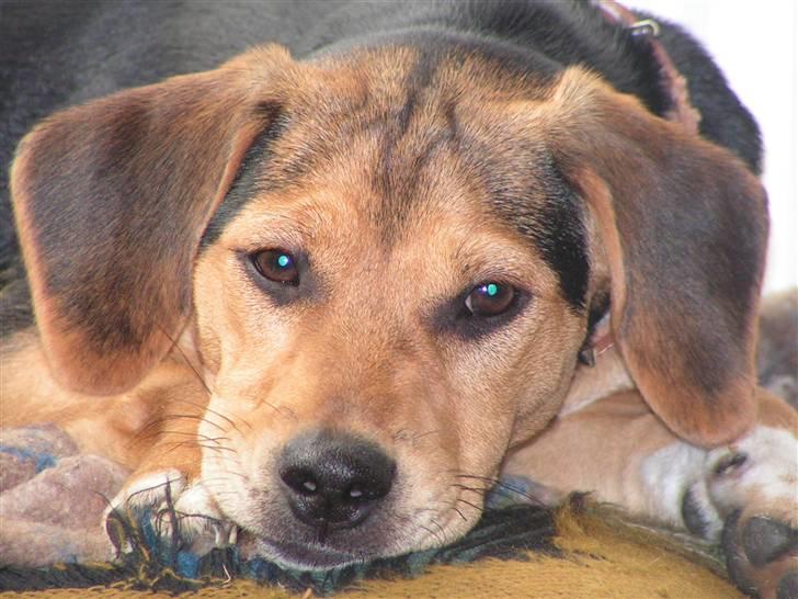 Blanding af racer Bananna billede 6