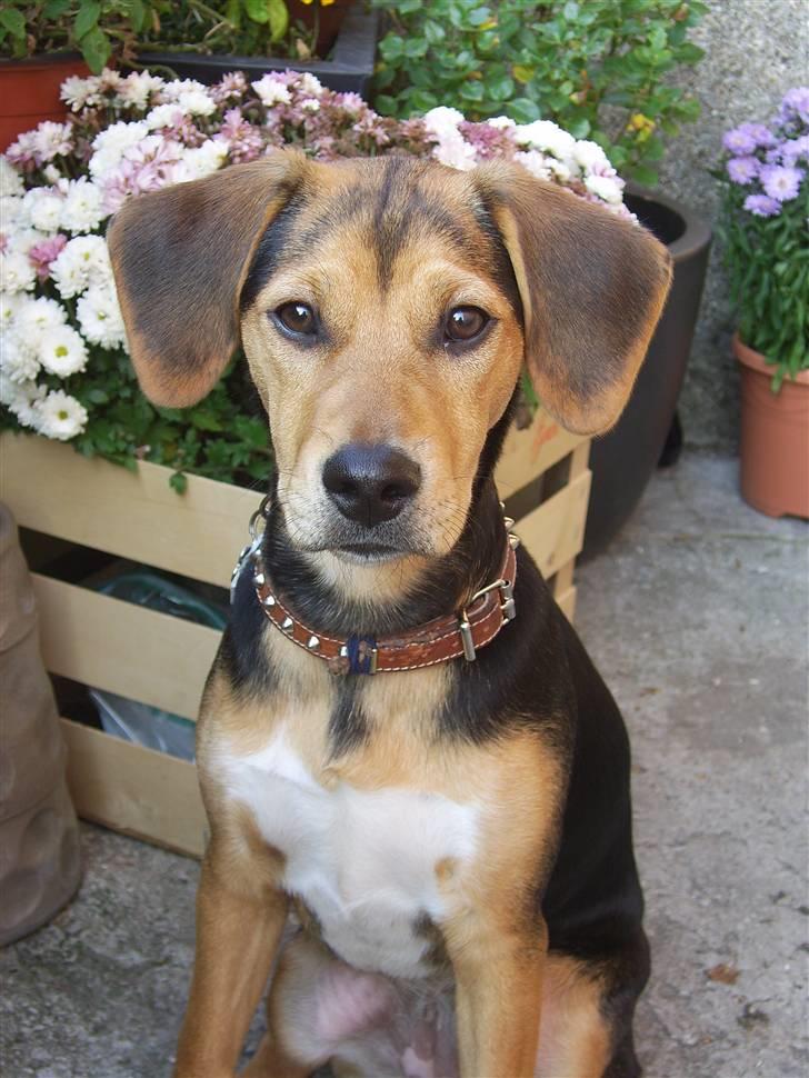 Blanding af racer Bananna billede 7