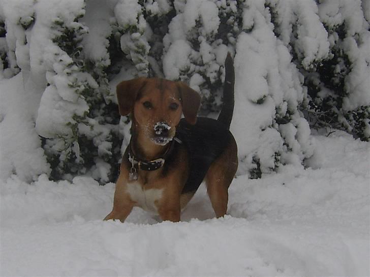 Blanding af racer Bananna billede 8