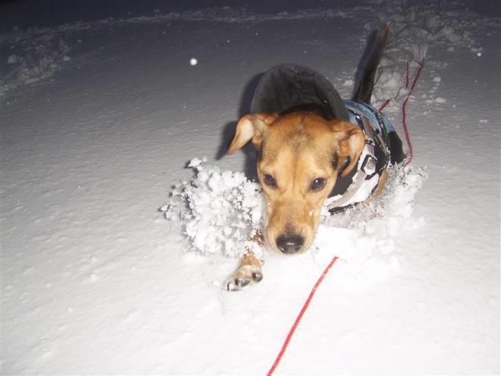 Blanding af racer Bananna billede 9