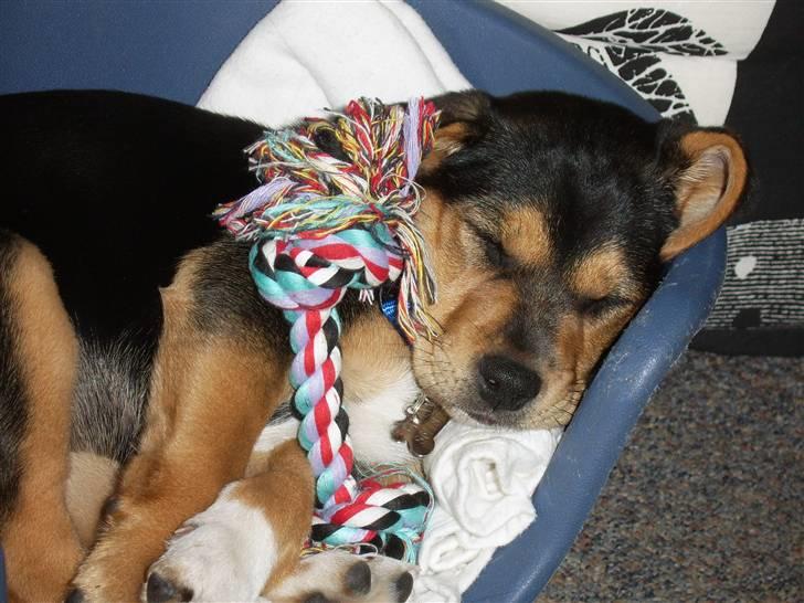 Blanding af racer Bananna billede 10