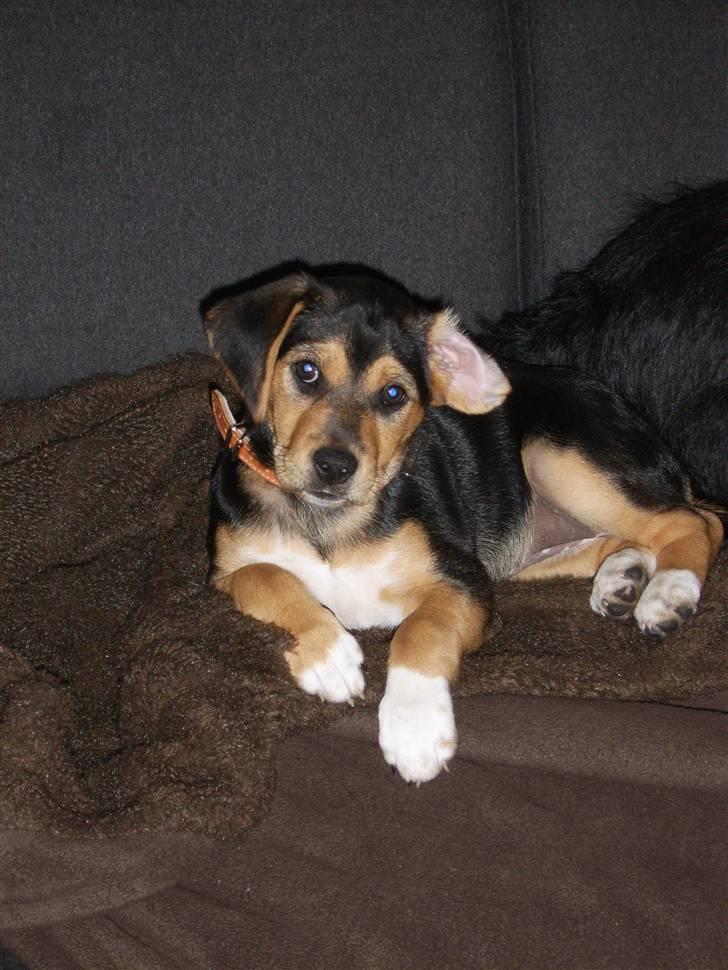 Blanding af racer Bananna billede 11