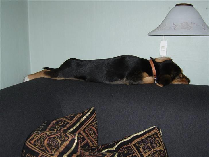 Blanding af racer Bananna billede 12