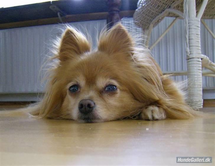 Blanding af racer Bella billede 3