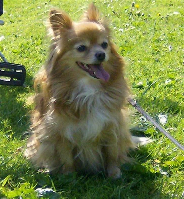 Blanding af racer Bella - Sommer 2007 - I parken. billede 4