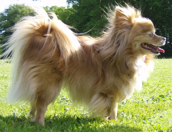 Blanding af racer Bella - Sommer 2007 - I parken. billede 5