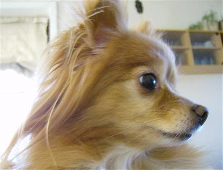 Blanding af racer Bella billede 6