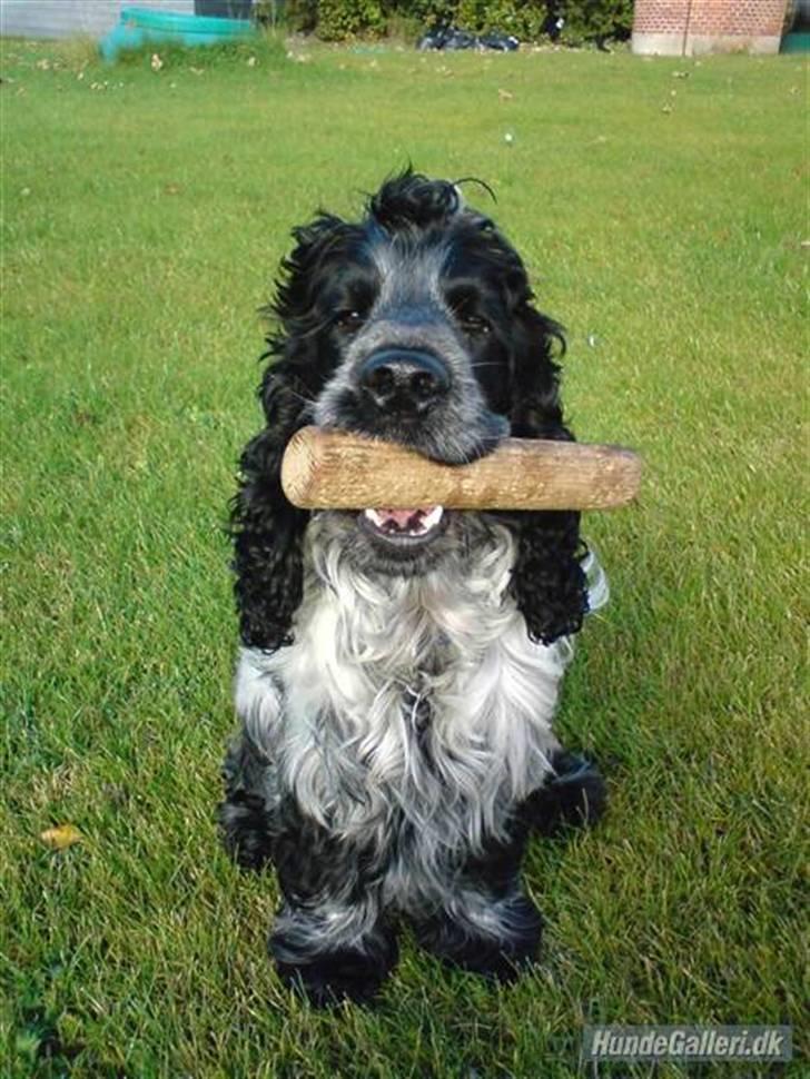 Cocker spaniel pluto - hejsa:) billede 17