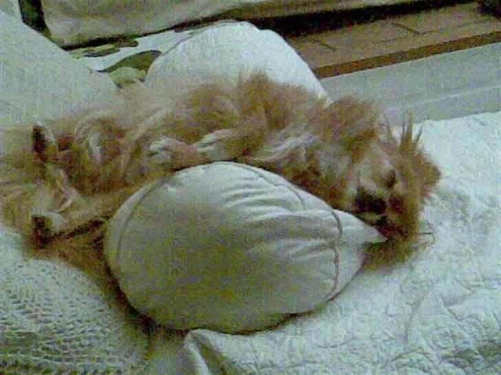 Blanding af racer Bella - Pølle gange 2. billede 7