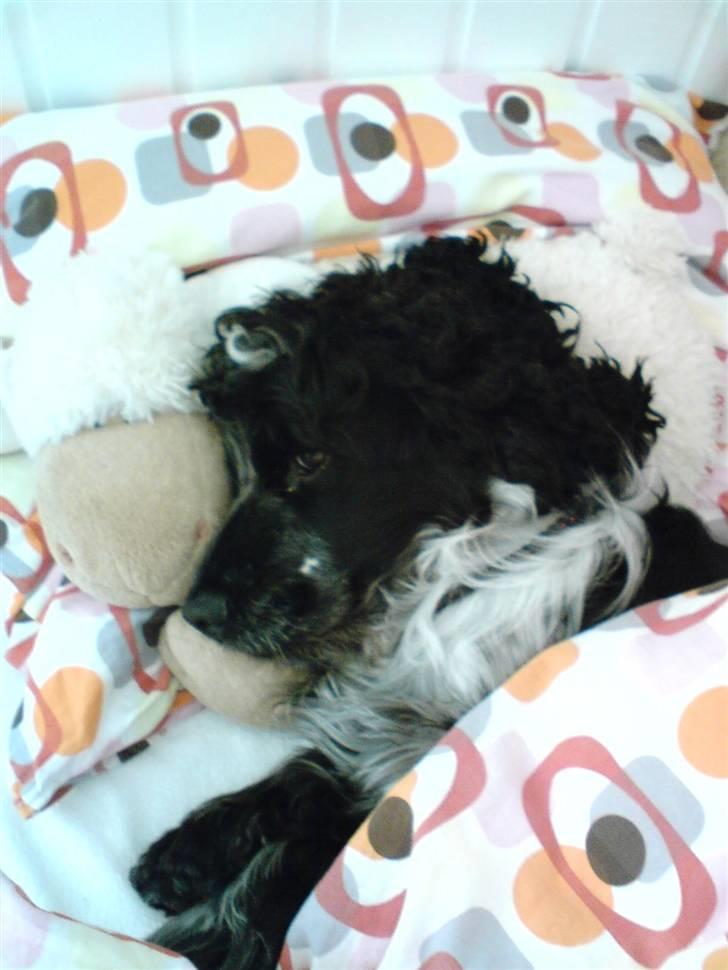 Cocker spaniel pluto - min seng!! billede 18