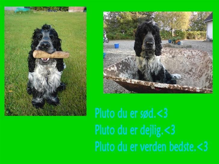 Cocker spaniel pluto - miin hund<3 billede 19