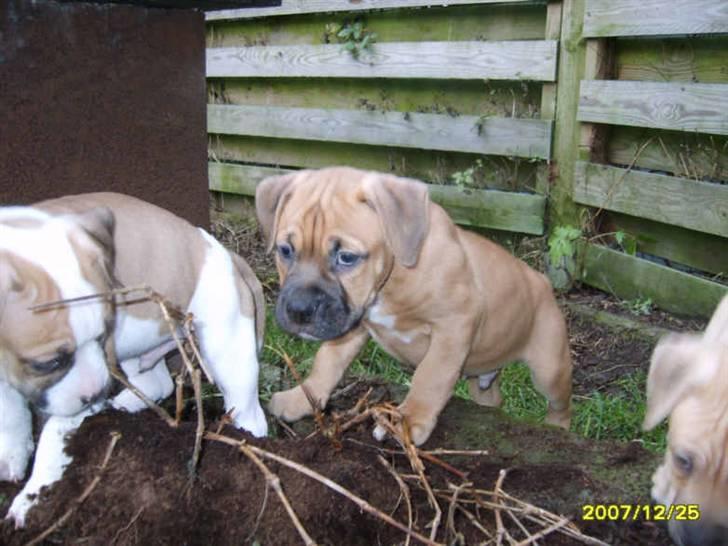 Blanding af racer Pumba *DØD* billede 6