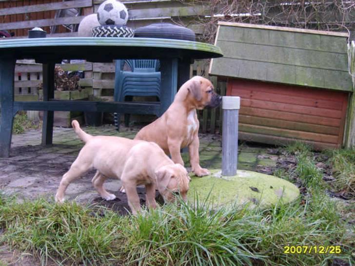 Blanding af racer Pumba *DØD* billede 7