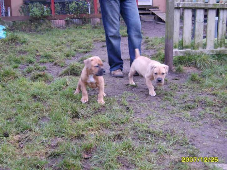 Blanding af racer Pumba *DØD* billede 8