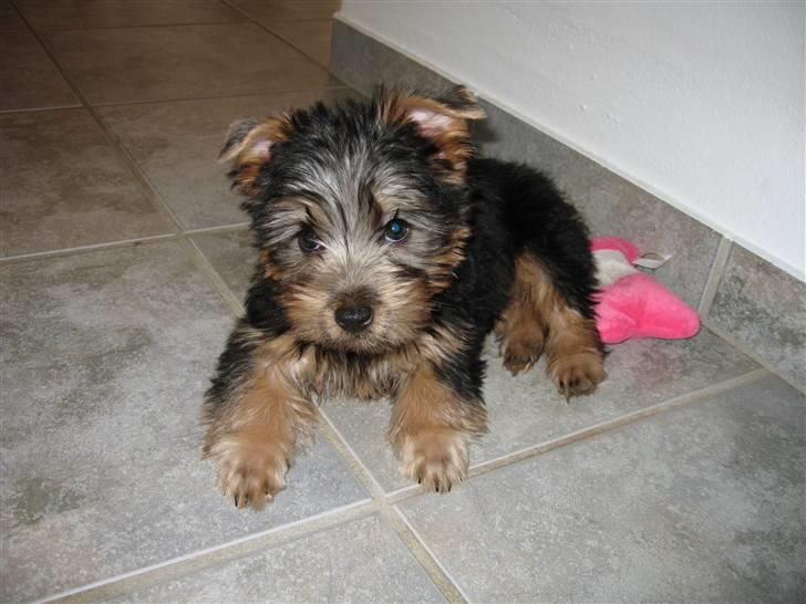 Australian silky terrier Anton billede 16