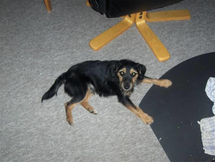 Blanding af racer Tippi billede 8