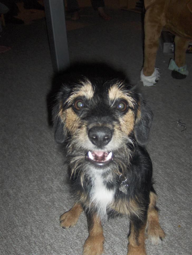 Blanding af racer Tippi billede 9