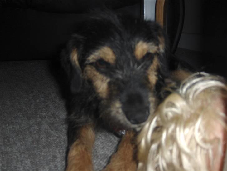 Blanding af racer Tippi billede 10