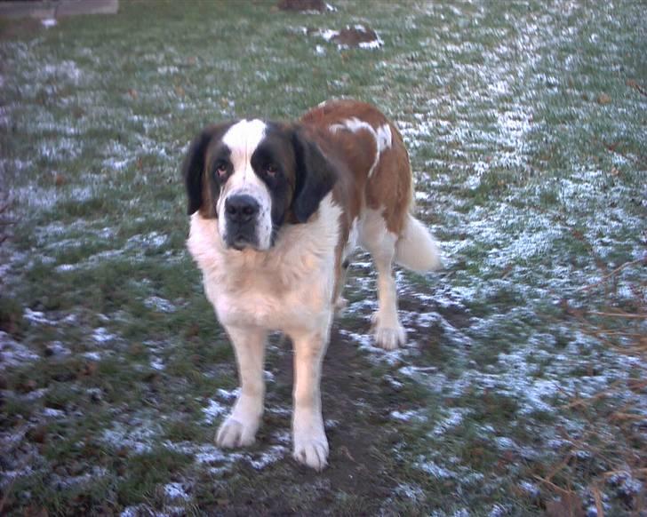 Sankt bernhardshund Emma billede 1