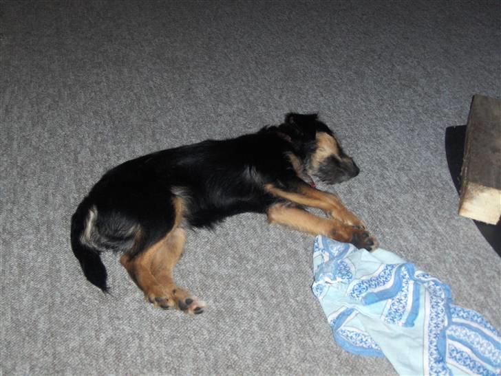 Blanding af racer Tippi billede 11