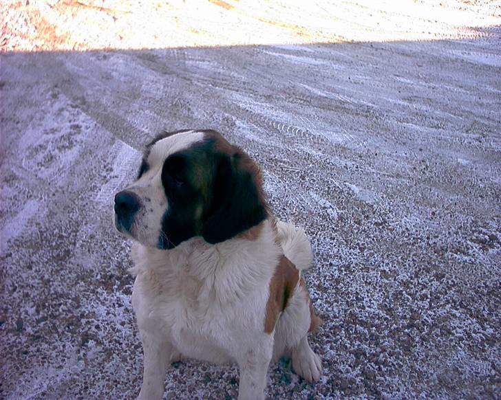 Sankt bernhardshund Emma billede 2