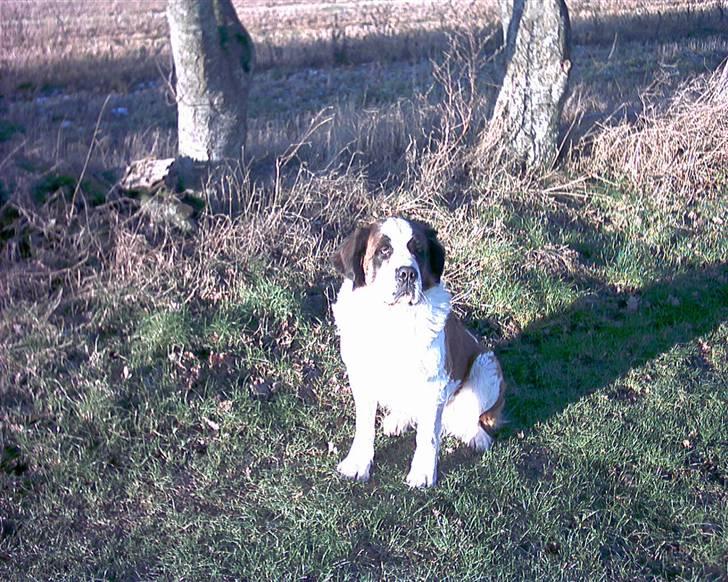Sankt bernhardshund Emma billede 3