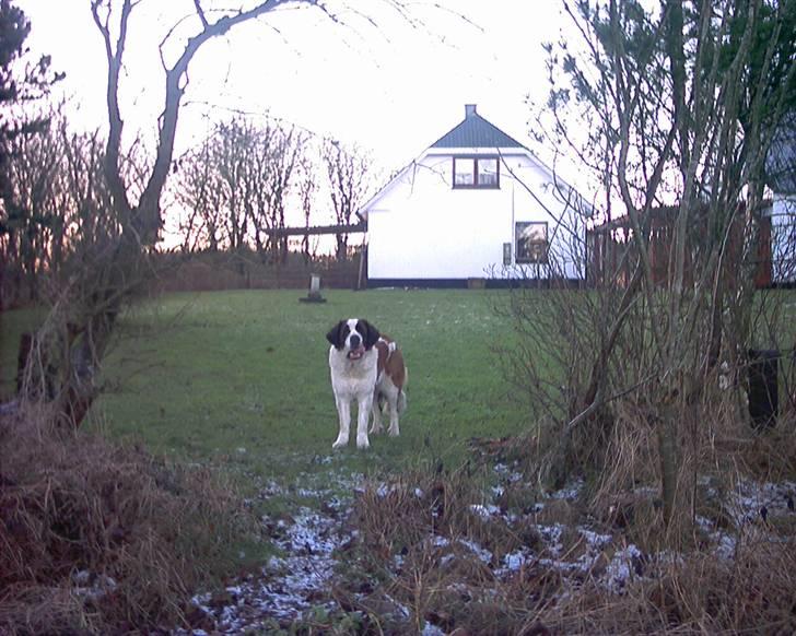 Sankt bernhardshund Emma billede 4