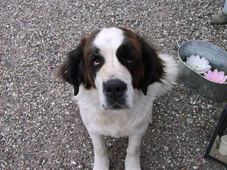 Sankt bernhardshund Emma billede 5