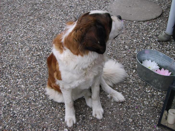 Sankt bernhardshund Emma billede 6