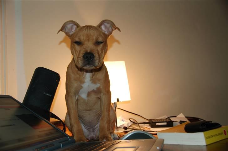 Amerikansk staffordshire terrier Frigg billede 13