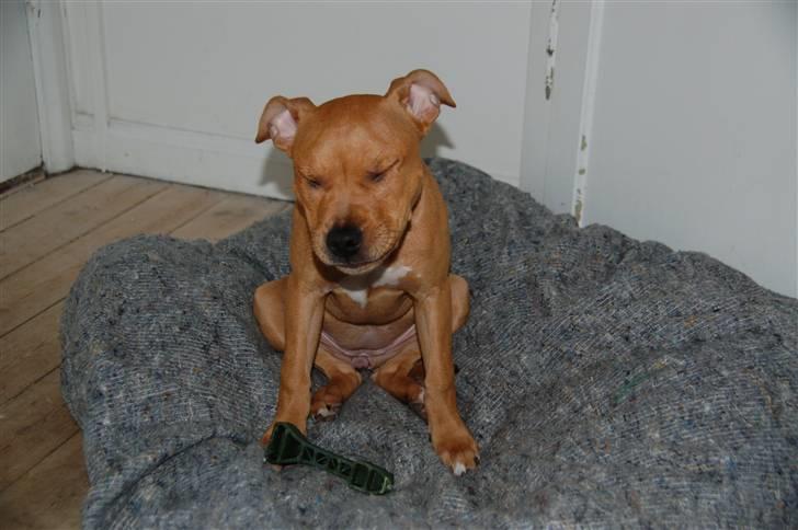 Amerikansk staffordshire terrier Frigg billede 14