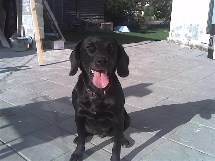 Blanding af racer Cille R.I.P :'( - Sidder jeg ikke meget flot?  billede 1