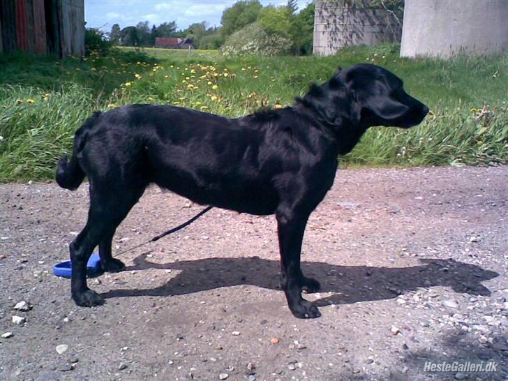 Blanding af racer Cille R.I.P :'( - Cille tøsen i profil.. billede 3