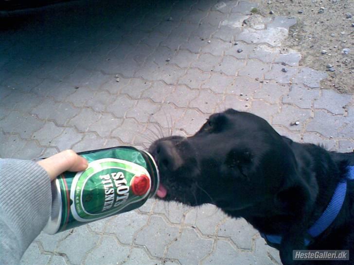 Blanding af racer Cille R.I.P :'( - Ølhunden for altid. billede 4